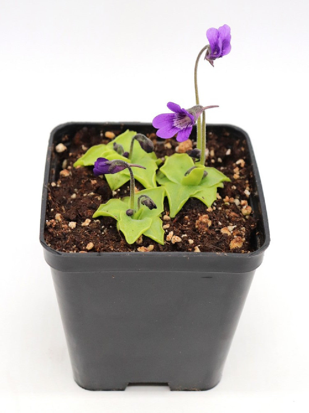 Pinguicula vulgaris x grandiflora