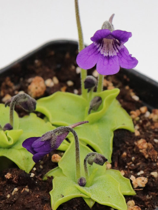 Pinguicula vulgaris x grandiflora
