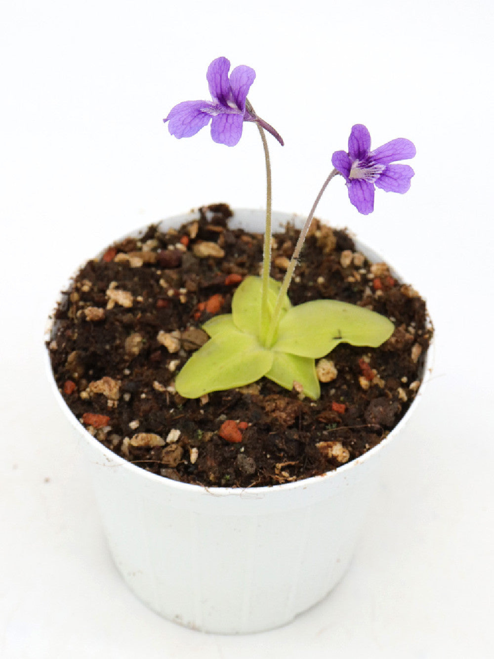 Pinguicula vulgaris x grandiflora
