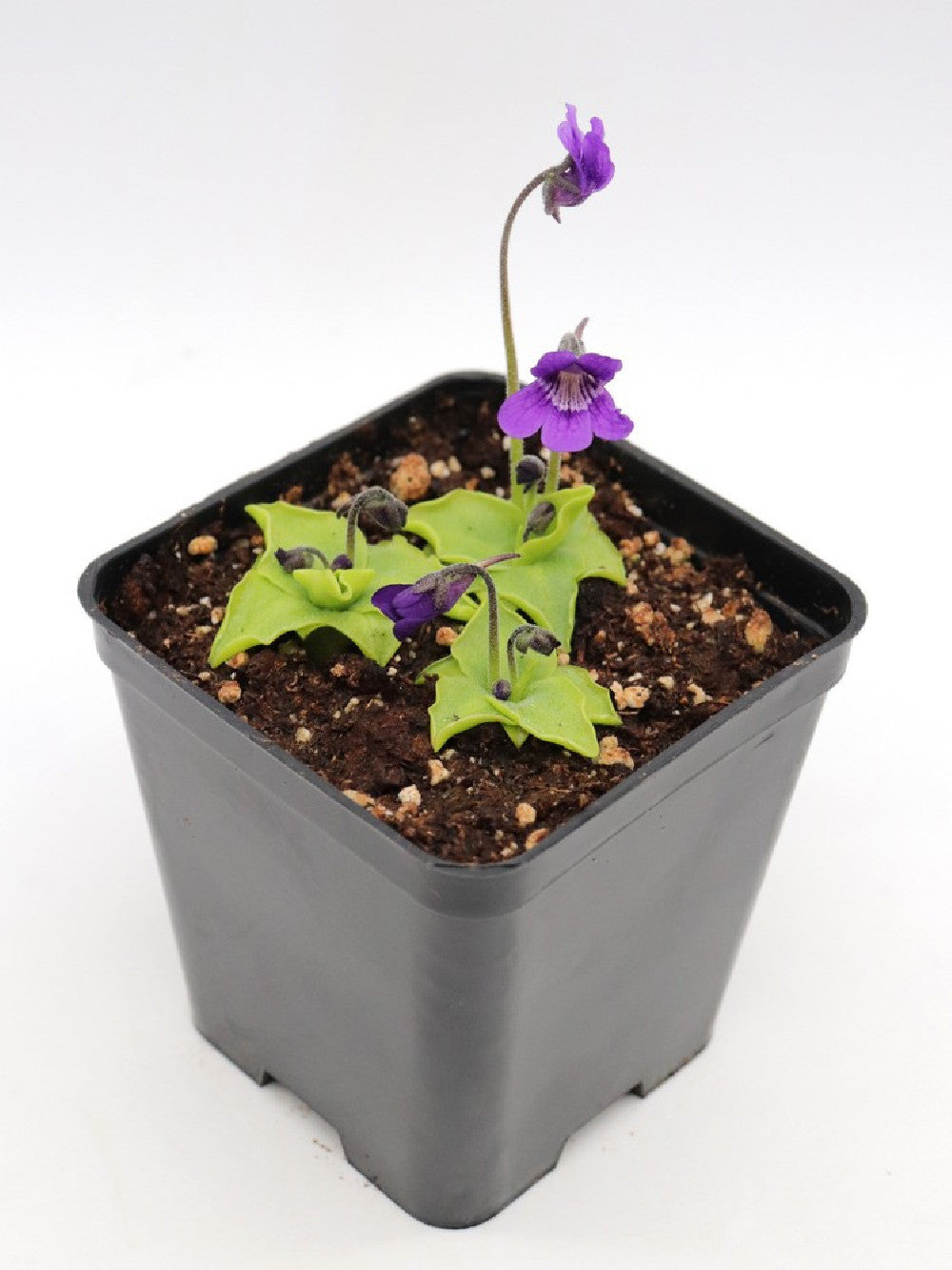 Pinguicula vulgaris x grandiflora