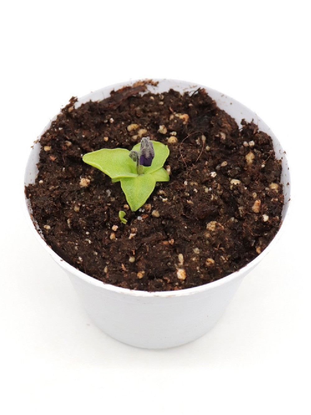 Pinguicula vulgaris x grandiflora