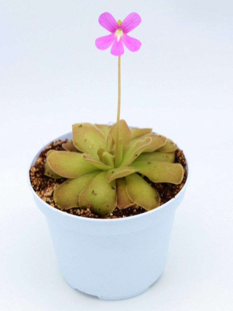 Pinguicula x " Fake weser"