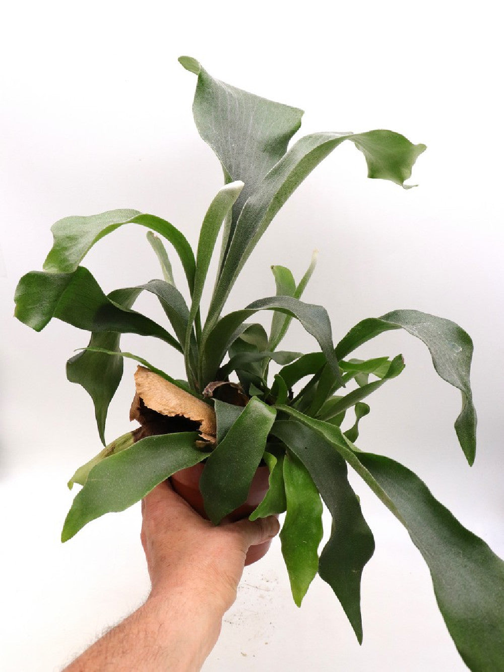 Platycerium bifurcatum
