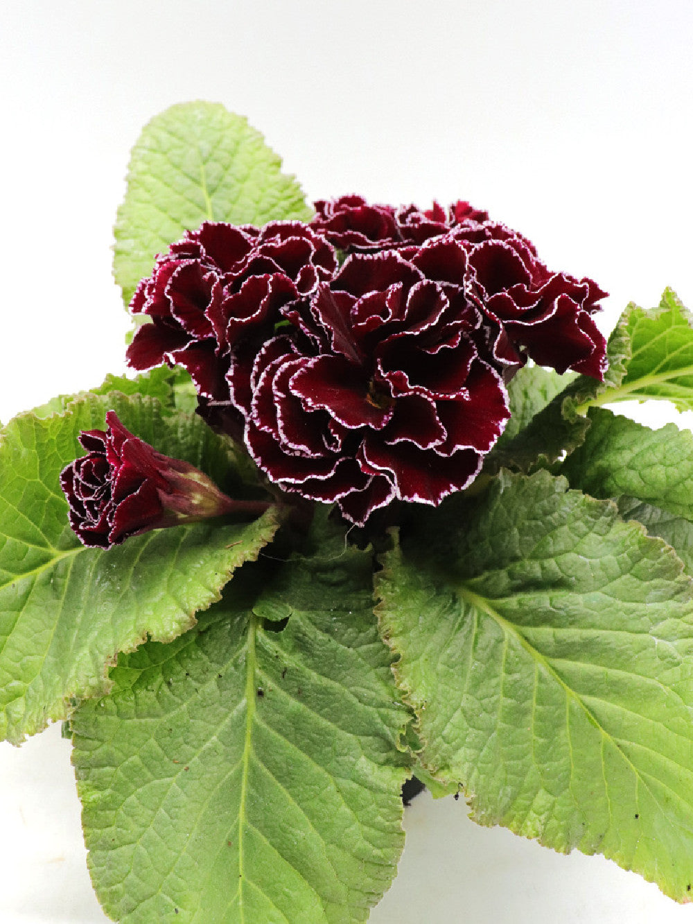 Primula "Black flower"