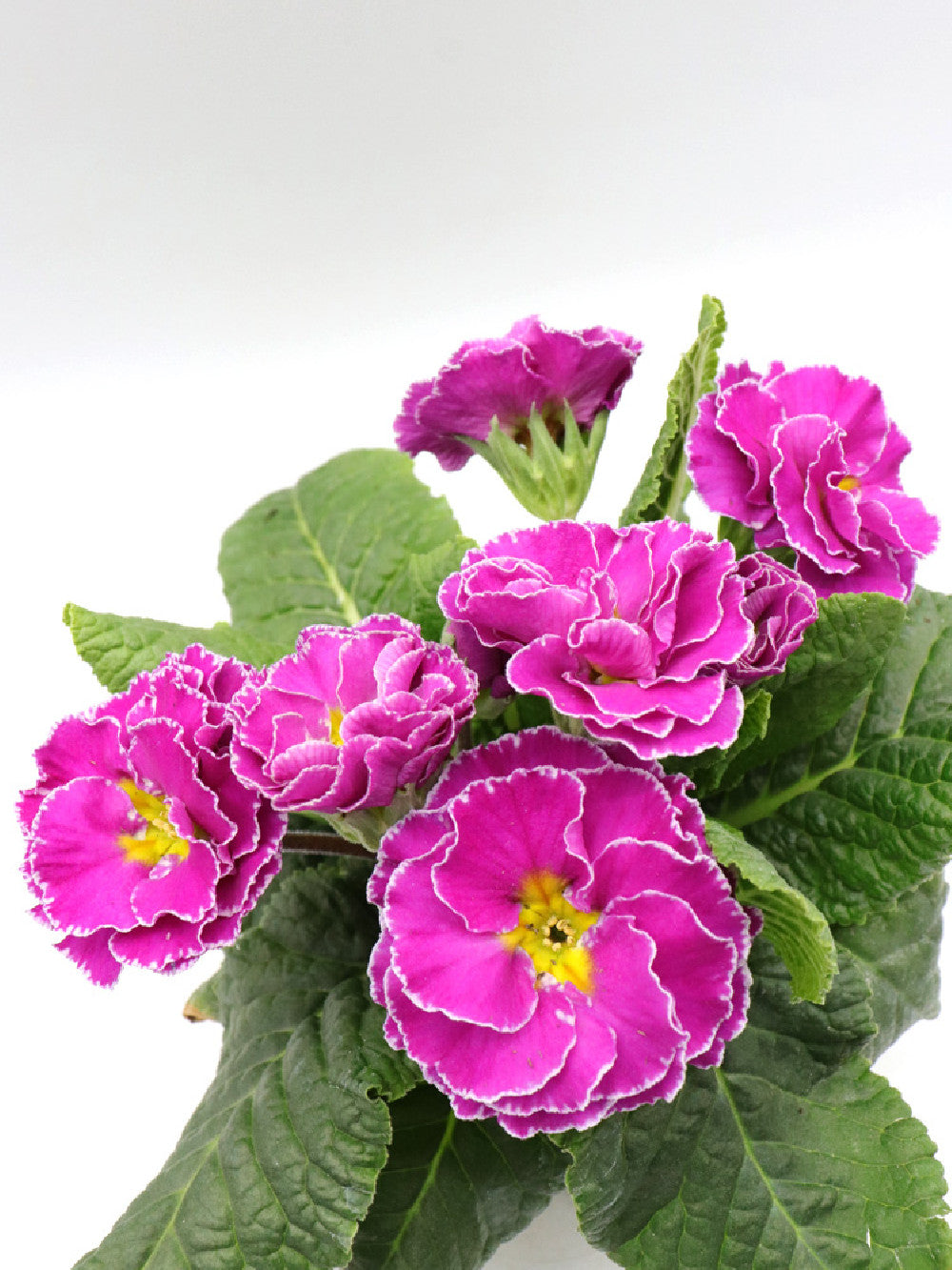 Primula "Pink flower - white edged"