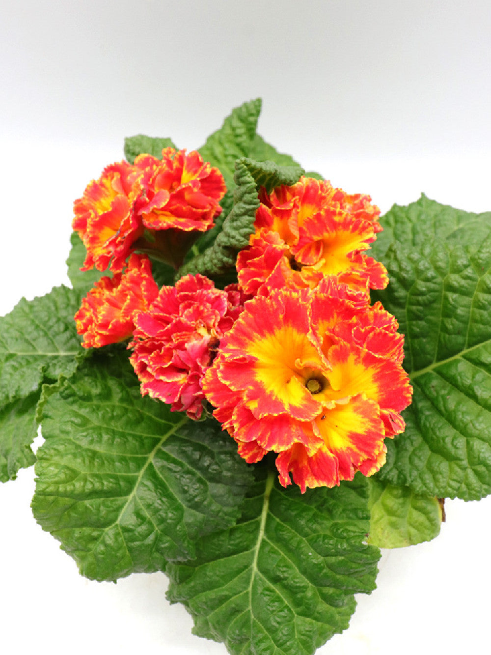 Primula crested "Orange and Yellow "