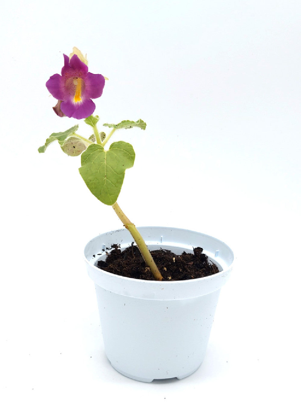 Proboscidea fragrans Giardino Carnivoro