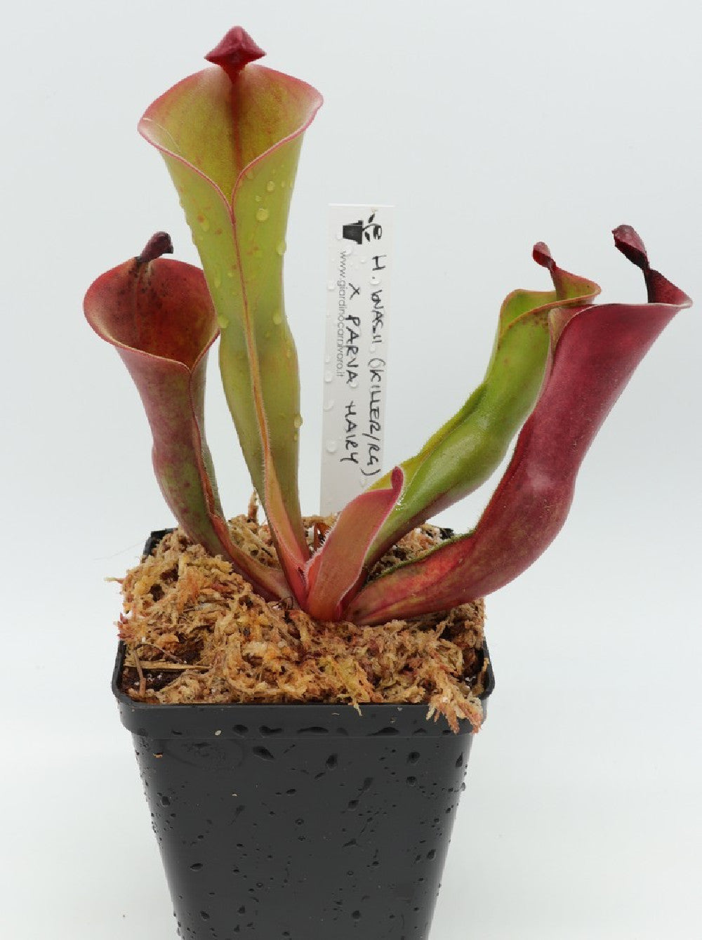 Heliamphora ionasii (Killer/RG) x parva (hairy)