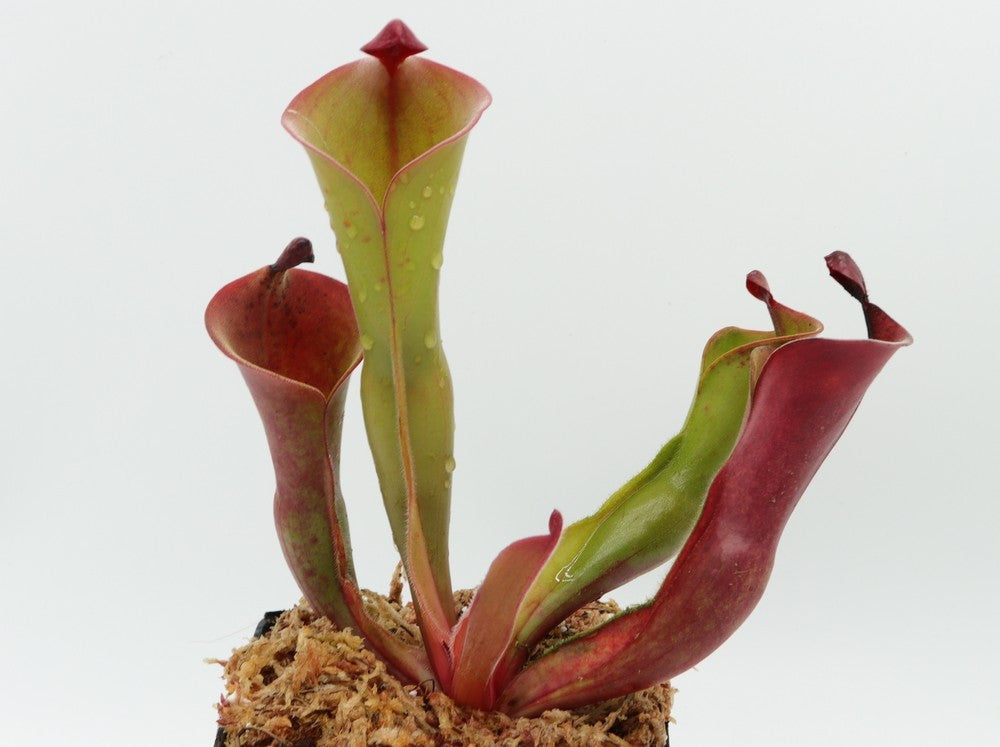Heliamphora ionasii (Killer/RG) x parva (hairy)