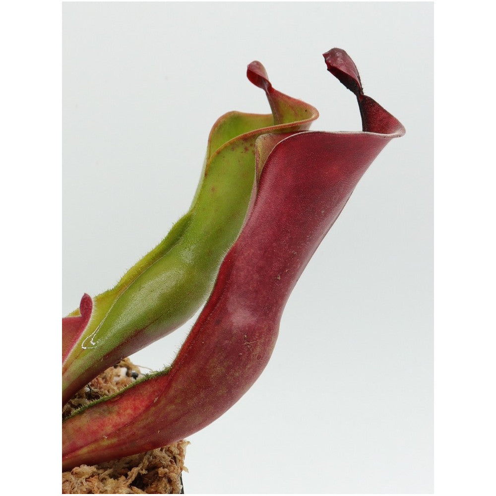 Heliamphora ionasii (Killer/RG) x parva (hairy)