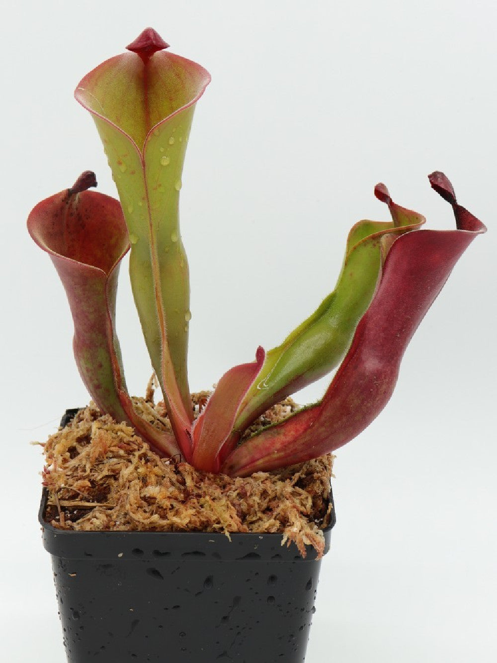 Heliamphora ionasii (Killer/RG) x parva (hairy)