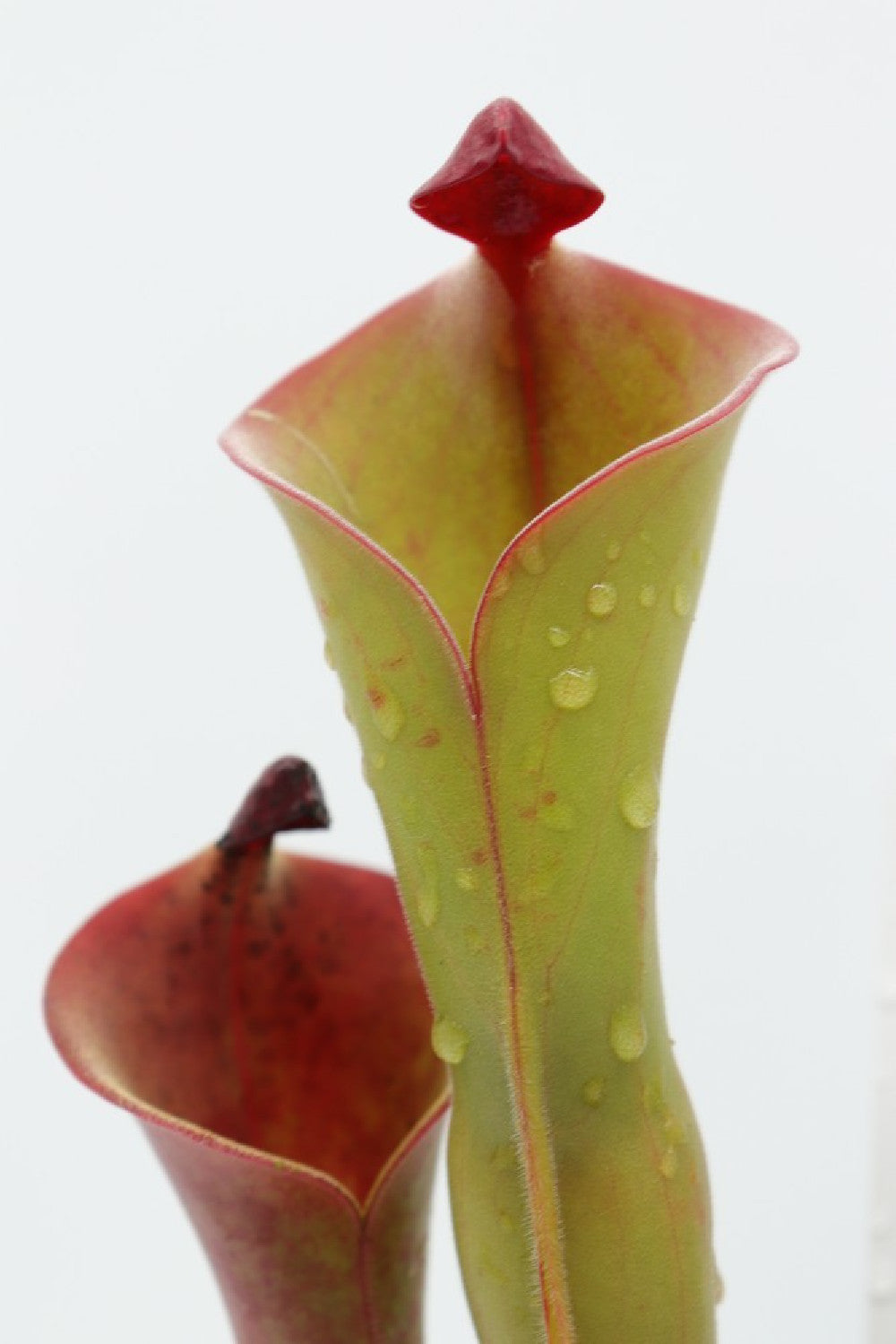 Heliamphora ionasii (Killer/RG) x parva (hairy)