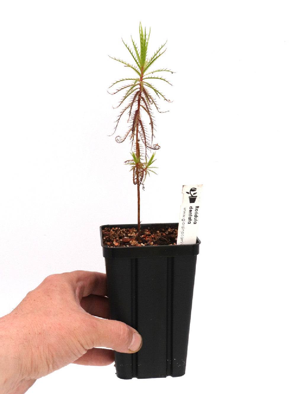 Roridula dentata 25-35 cm con 2 pameridea roridulae