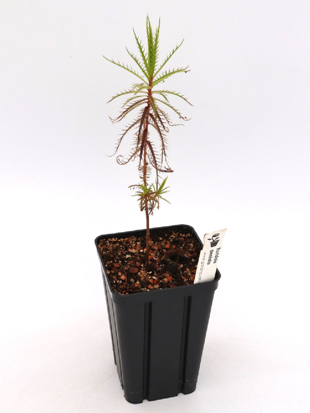 Roridula dentata 25-35 cm con 2 pameridea roridulae