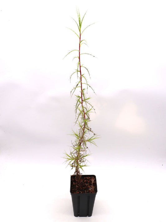 Roridula dentata 45-60 cm con 2-5 pameridea roridulae