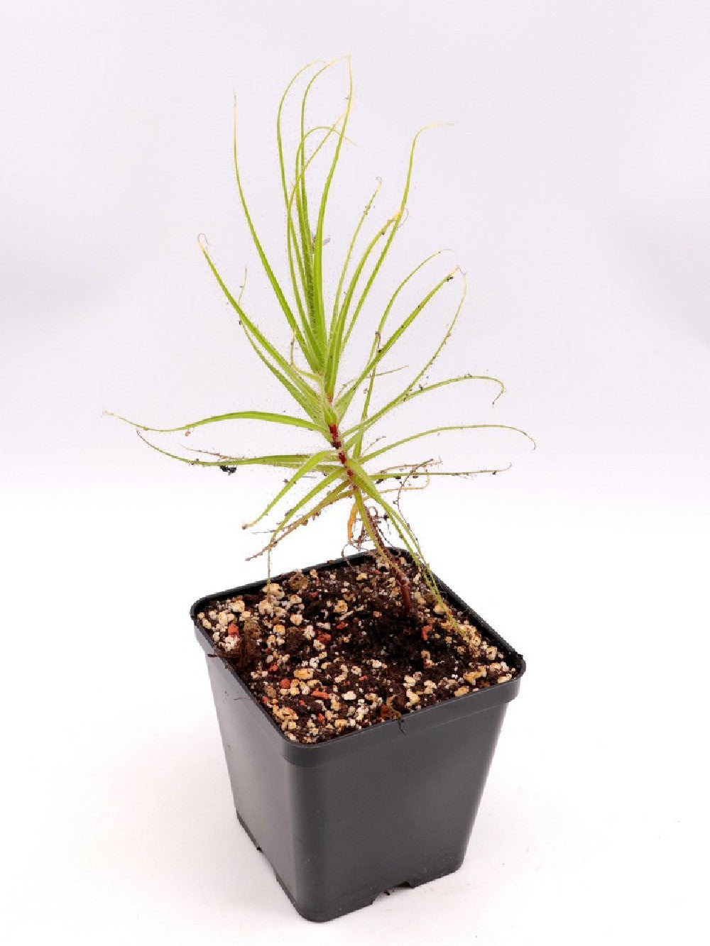 Roridula gorgonias 15-20 cm con 2 Pameridea roridulae