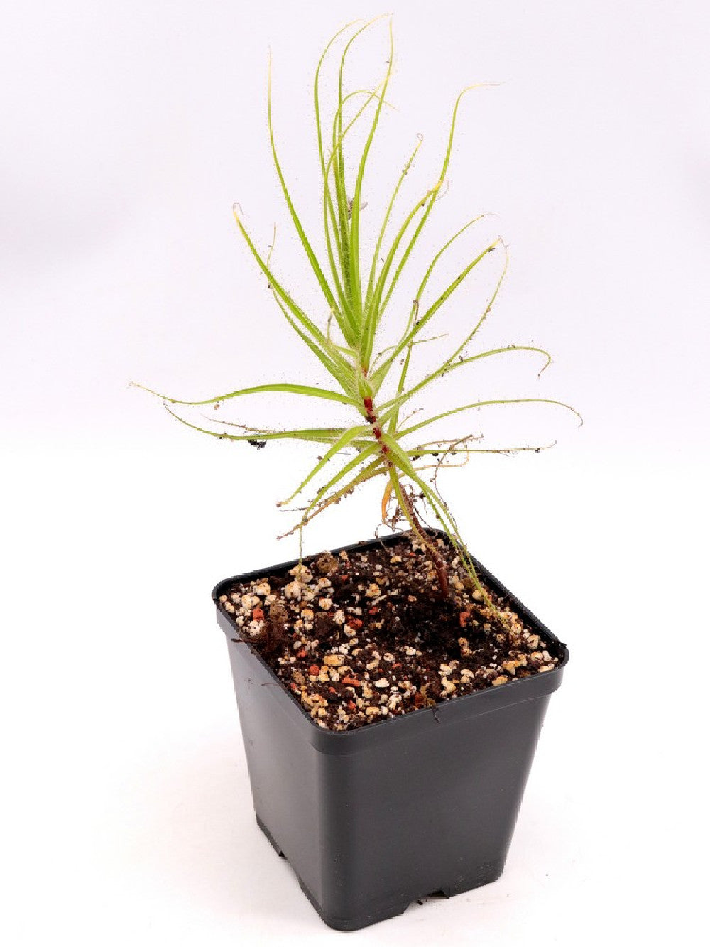 Roridula gorgonias 15-20 cm con 2 Pameridea roridulae