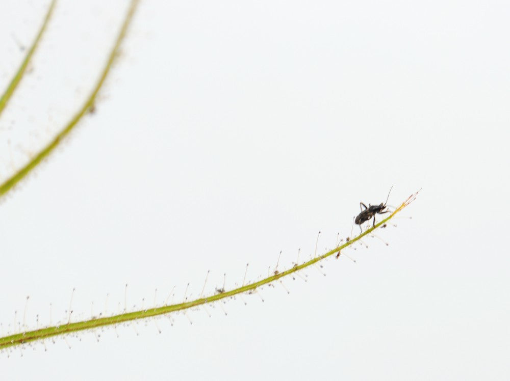 Roridula gorgonias 15-20 cm con 2 Pameridea roridulae