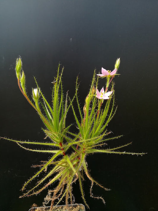 Roridula gorgonias  6-10 cm senza insetto simbionte