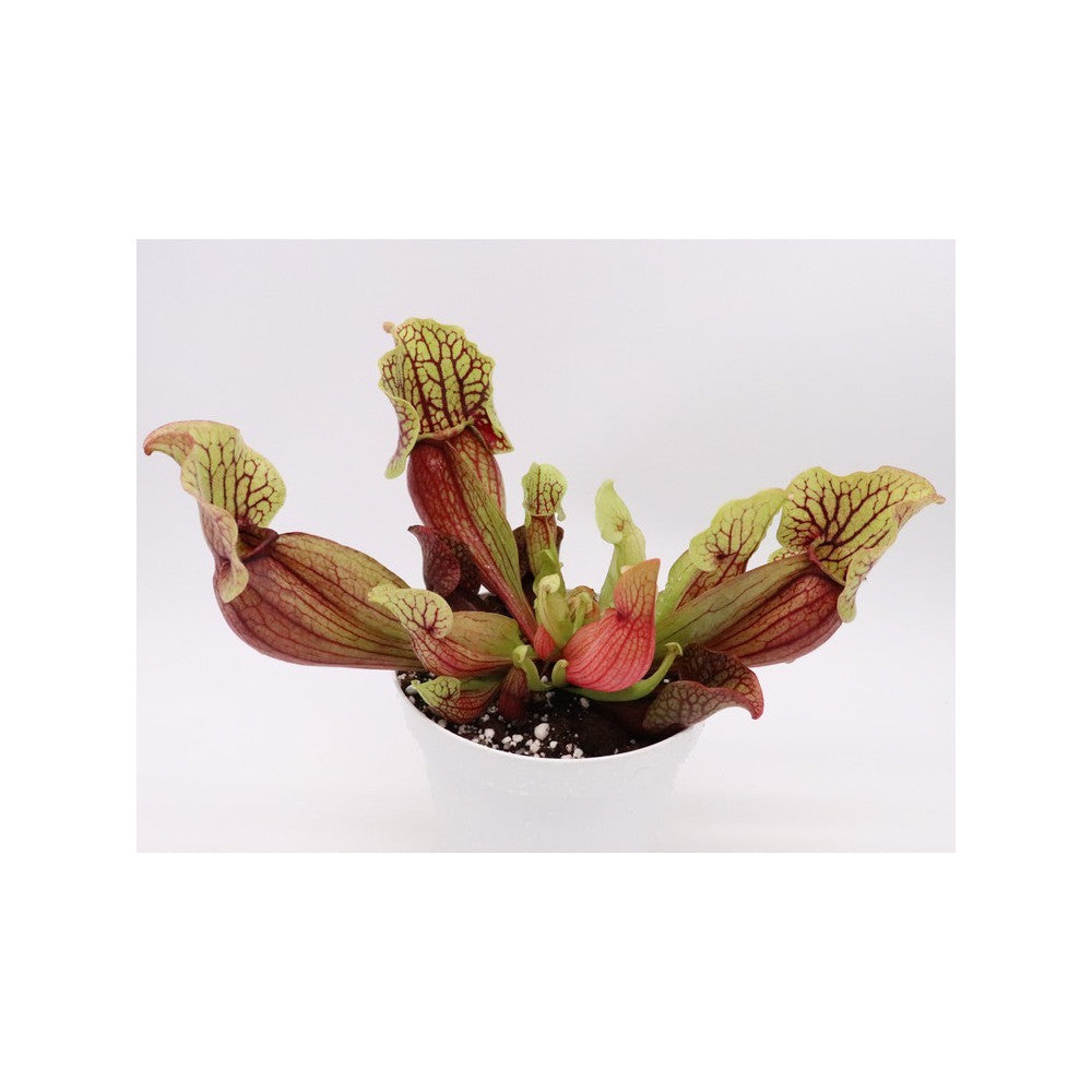 S. (flava var. ornata x purp. venosa var. burkii) x venosa var. montana