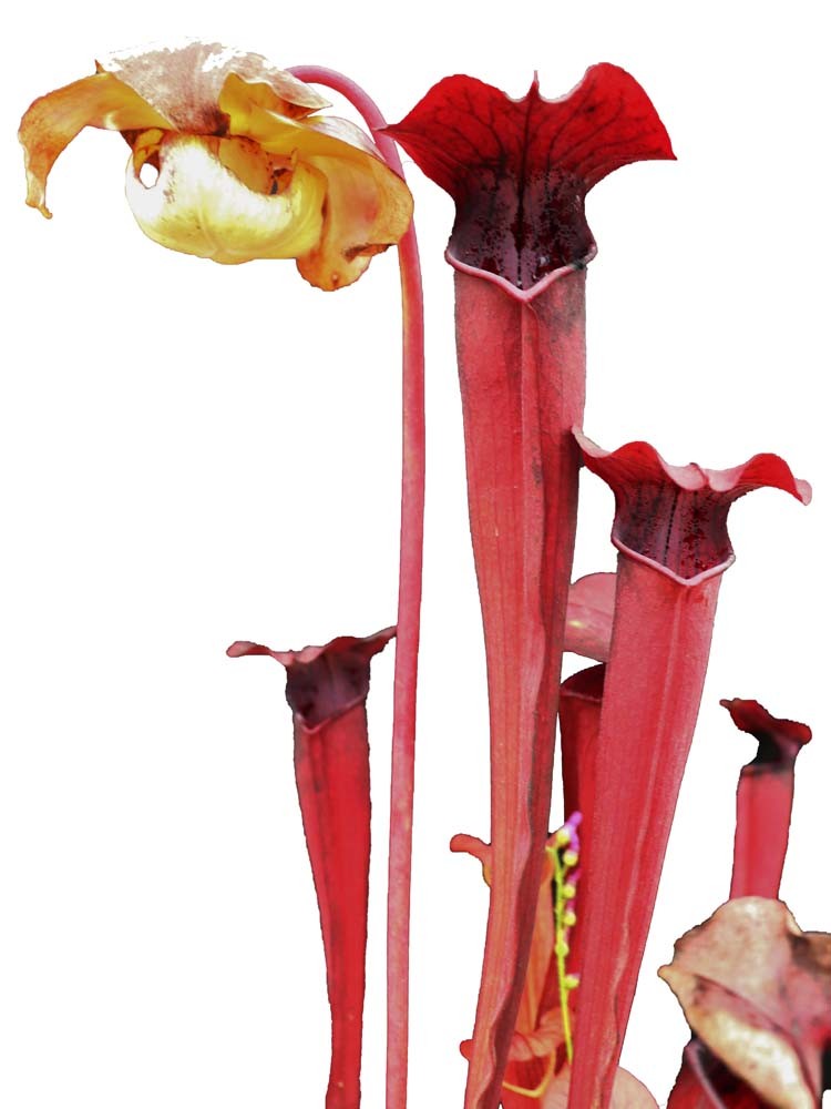 S. alata red x atropurpurea Klein