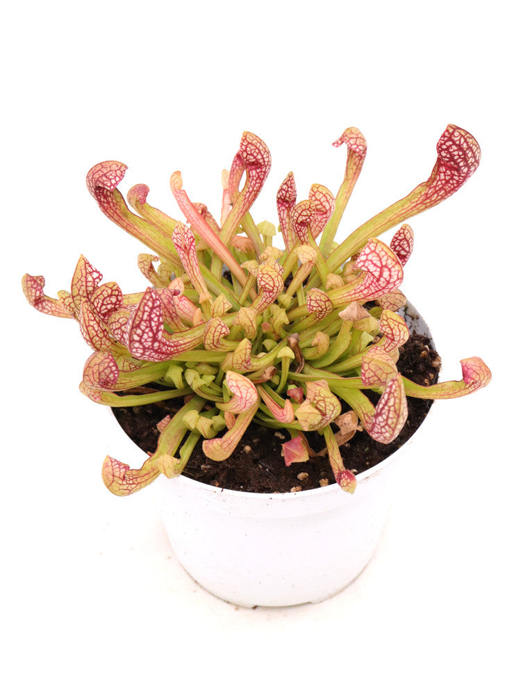 S. x wrigleyana 'Scarlet belle'