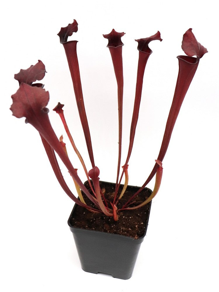 S.x"Black hybrid"  GC Seedgrow assorted  (H2 GC x F1 GC)