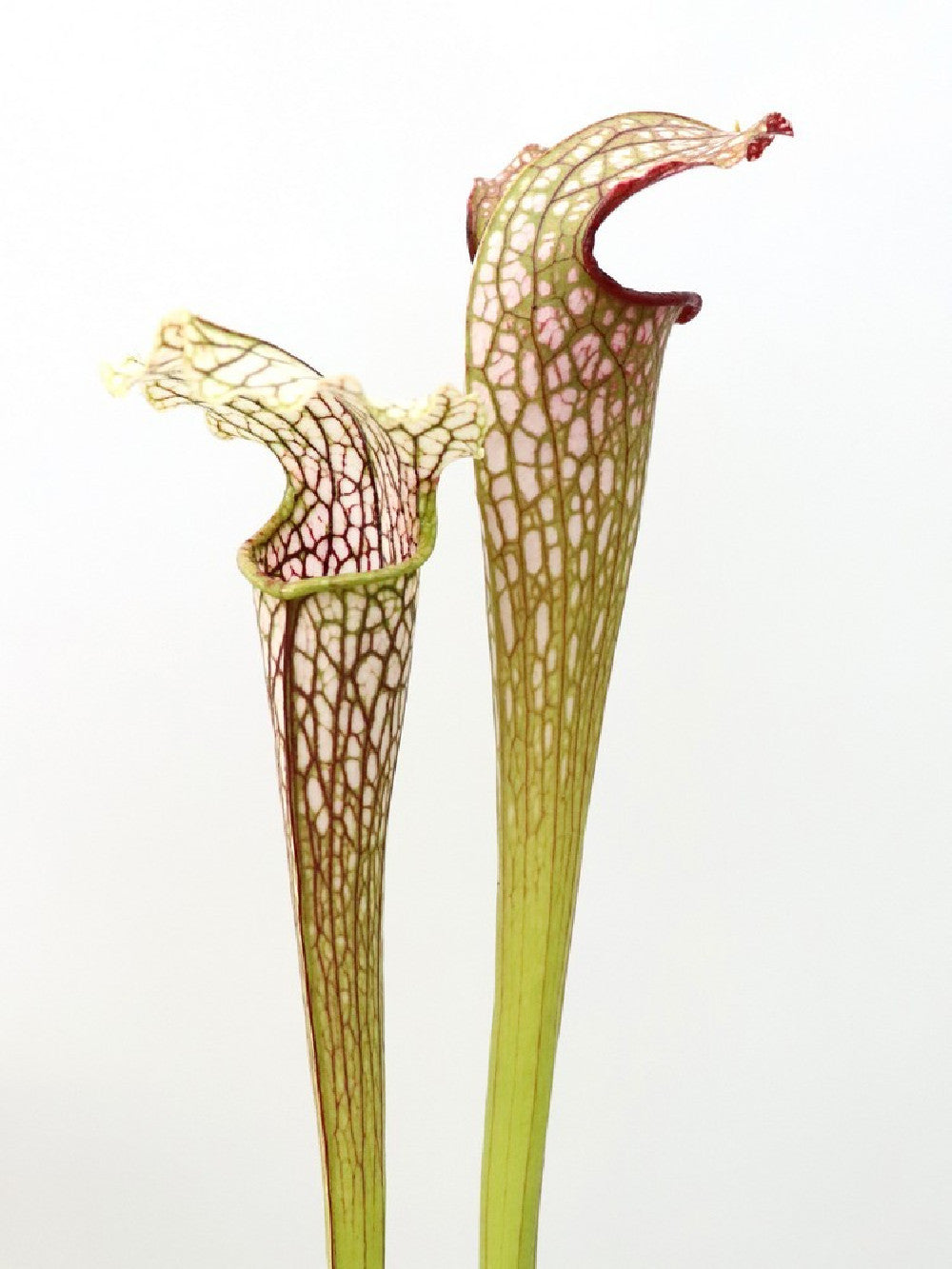 S.x"Excellens" different clone assorted