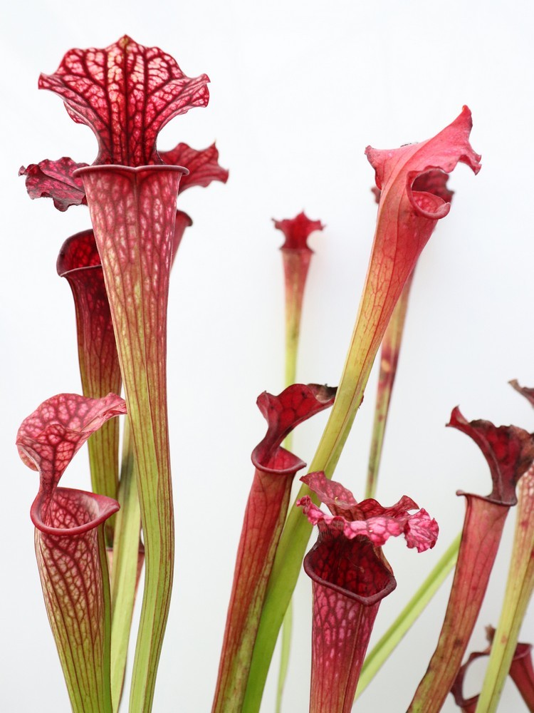 S.x"Moorei" Hot pink selection