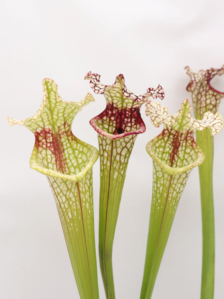 S.xMoorei (L2 MK x L18 MK ) x Leah Wilkerson