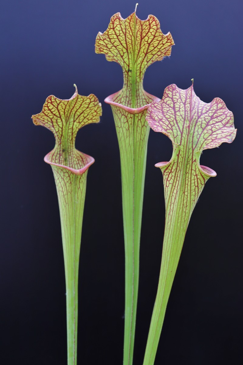 S.x Areolata (Righetti)