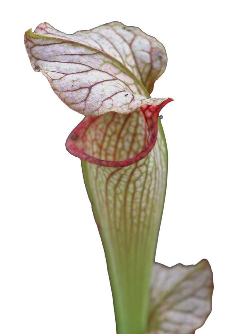 S.x "Areolata " Klein