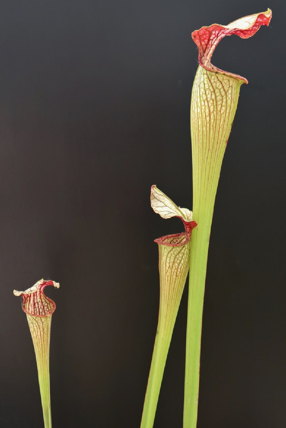 S.x "Areolata " Klein