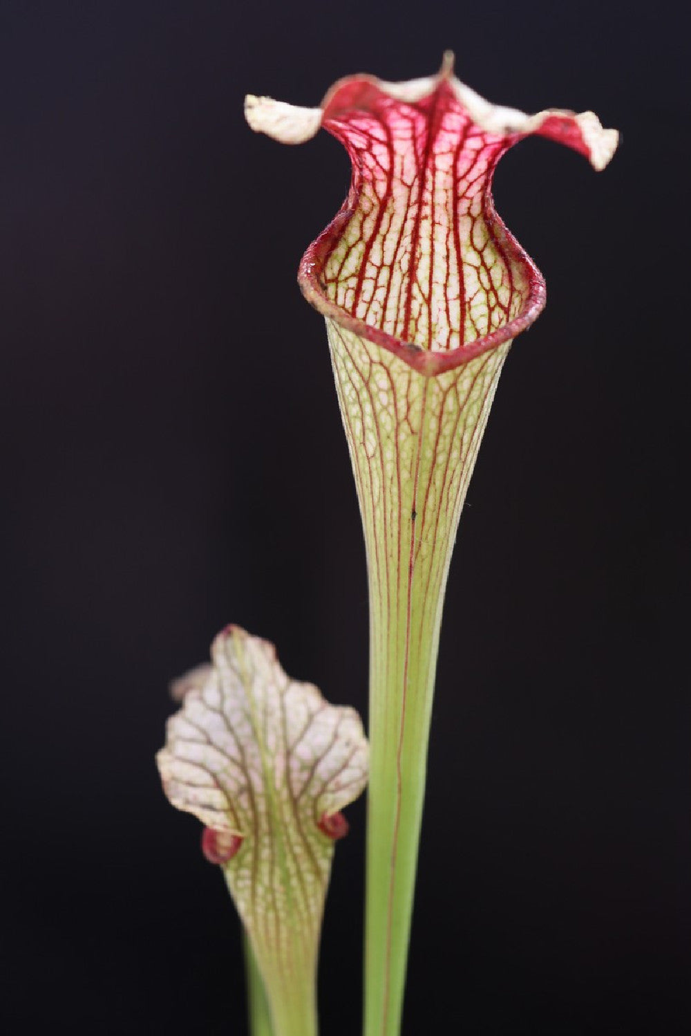 S.x "Areolata " Klein