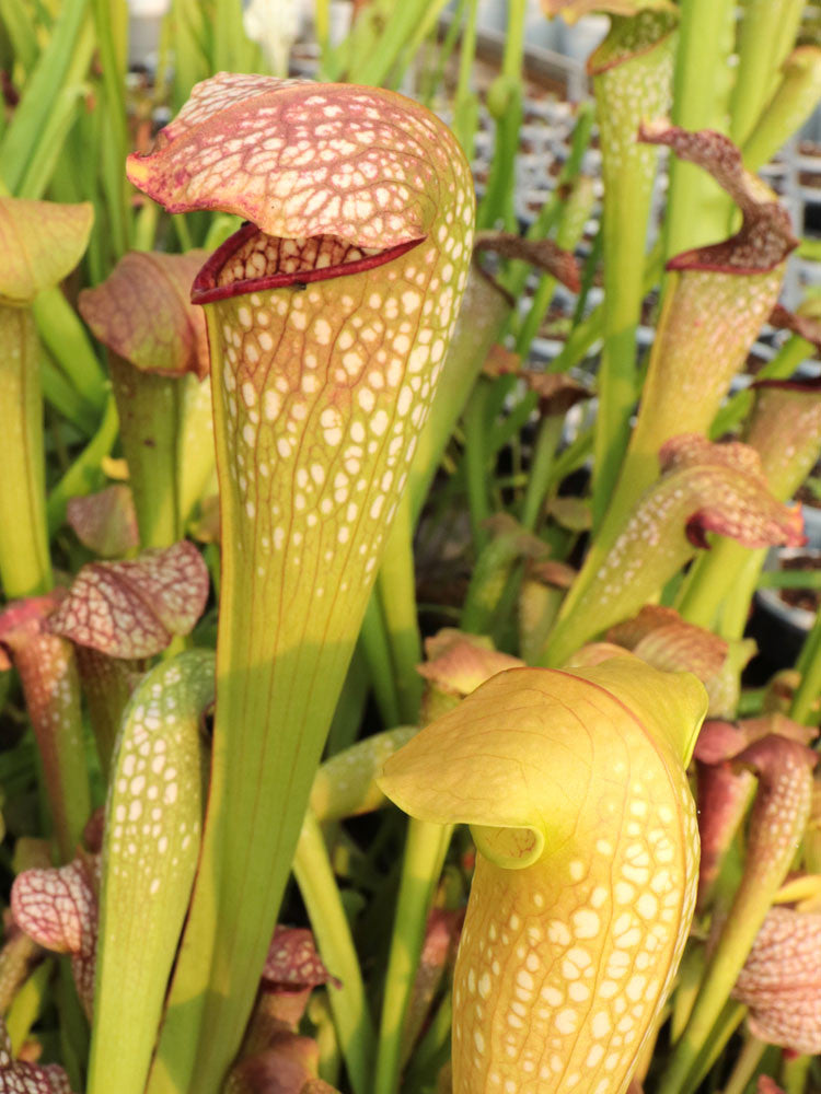 S.x "Camisole" x minor okefenokeensis "Giant" AA