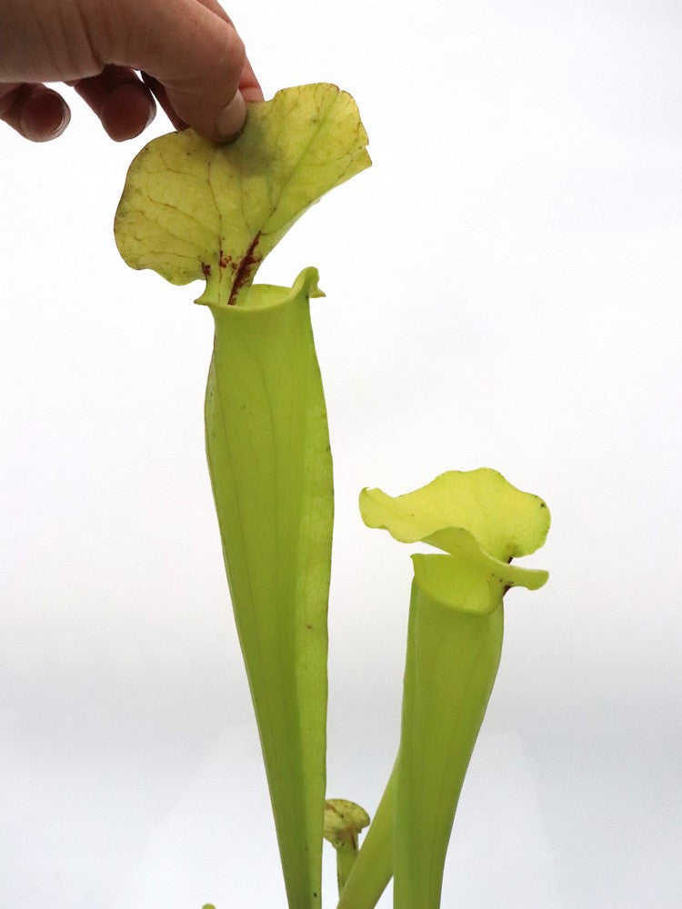 S.x Catesbaei " Green " Long lid