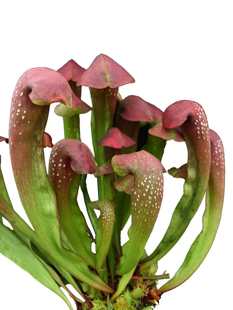 S.x Courtii x Minor okefenokeensis  Altair