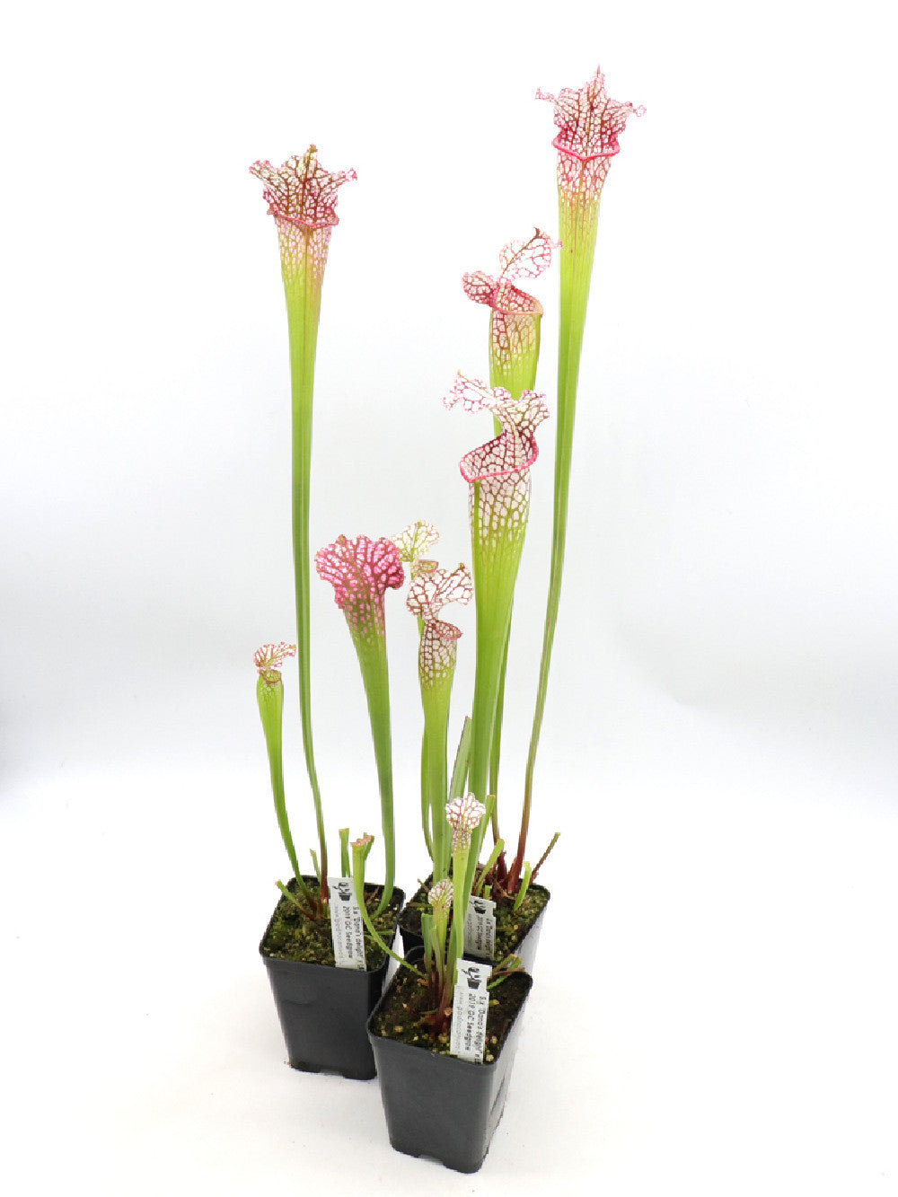 S.x Dana's delight  x  L87 MK "Bocaza" PINK FORM