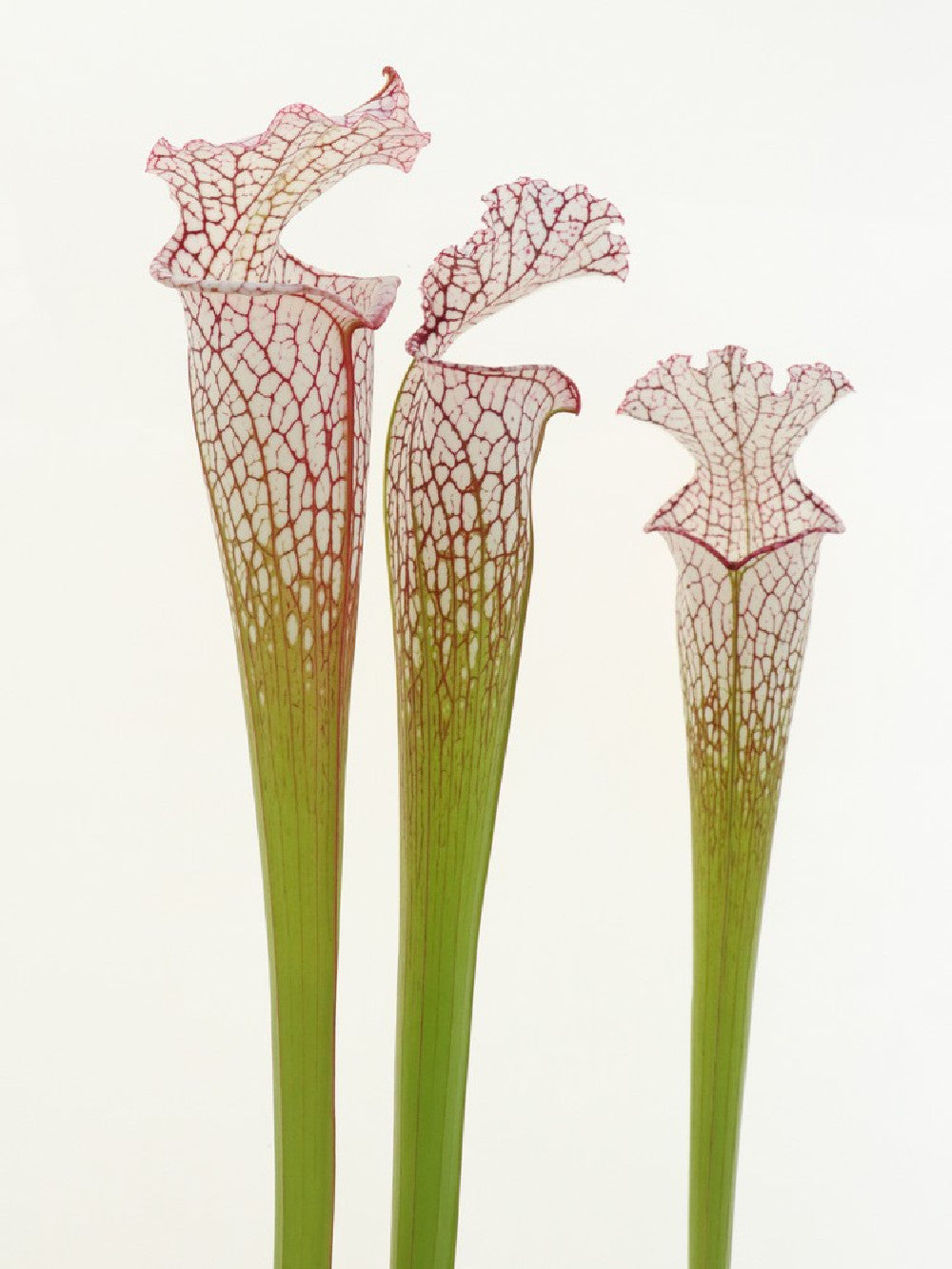 S.x "Dana's delight" x L87 MK "Bocaza" S-M SIZE ASSORTED