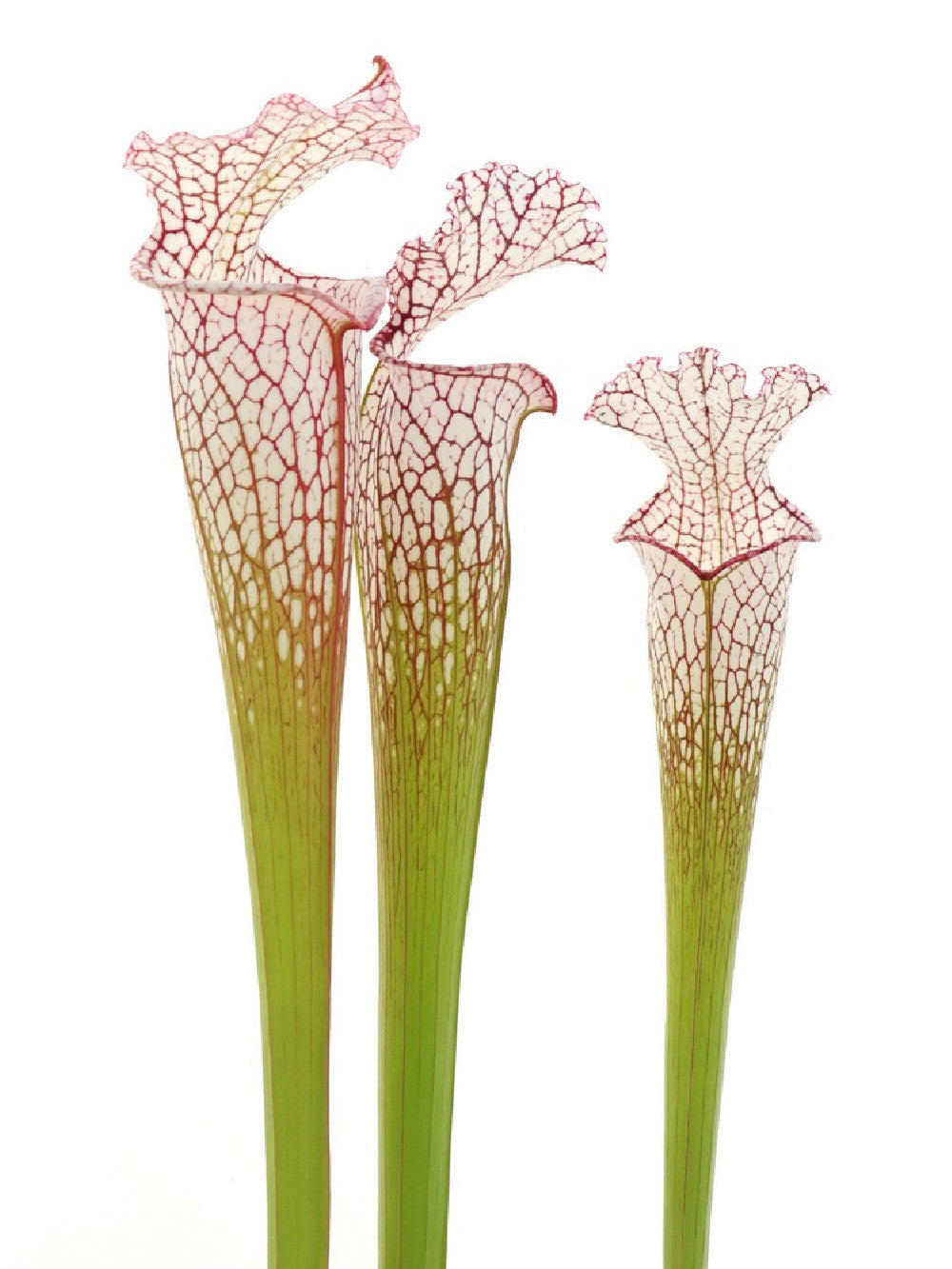 S.x "Dana's delight" x L87 MK "Bocaza" S-M SIZE ASSORTED