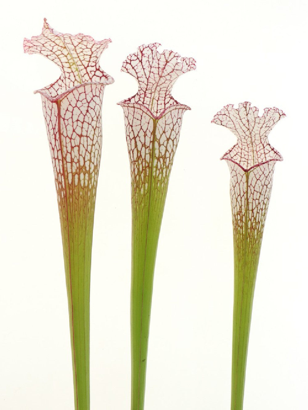 S.x "Dana's delight" x L87 MK "Bocaza" S-M SIZE ASSORTED