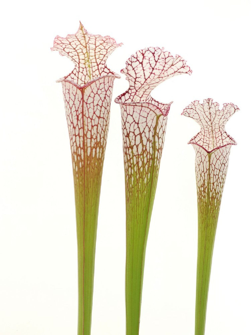 S.x "Dana's delight" x L87 MK "Bocaza" S-M SIZE ASSORTED