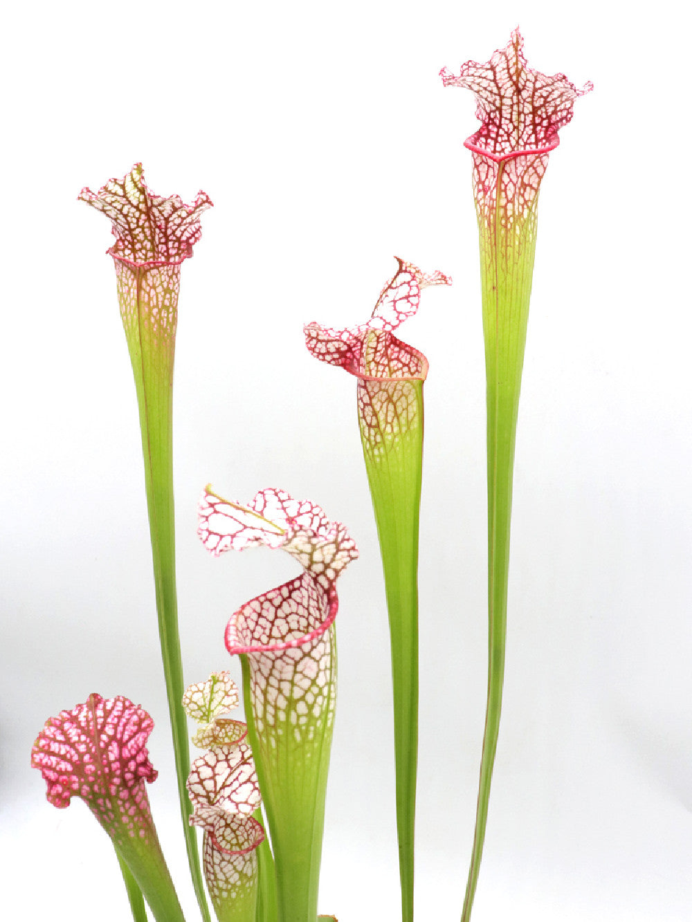 S.x "Dana's delight" x L87 MK "Bocaza" S-M SIZE ASSORTED