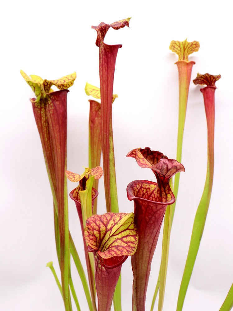 S.x F1 GC Atropurpurea "Black velvet mouth" x H16 GC Mitchelliana "Carnival"