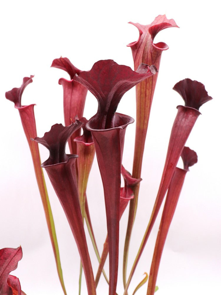 S.x "Fegatone" x leucophylla purple "Dark form"