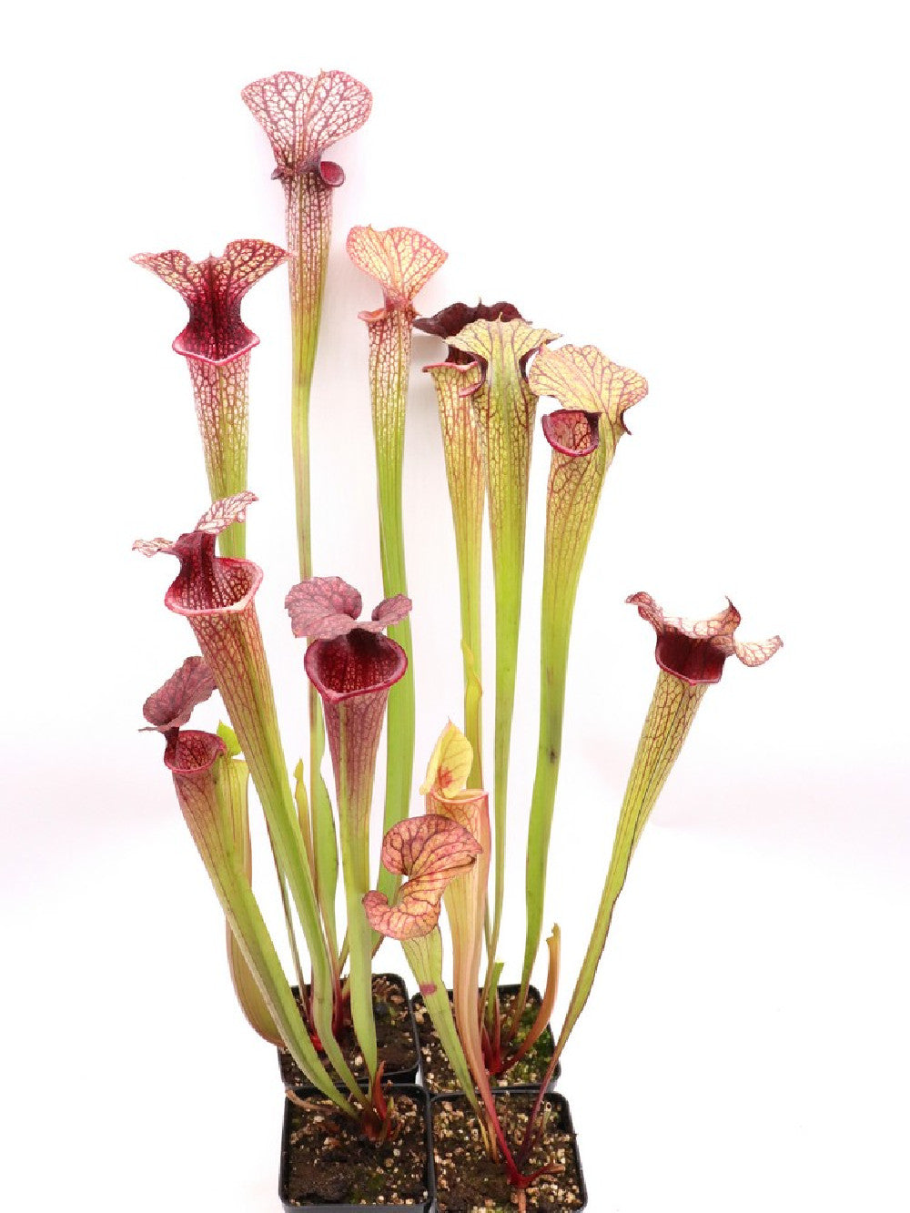 S.x "Fegatone" x leucophylla purple     Variegated form