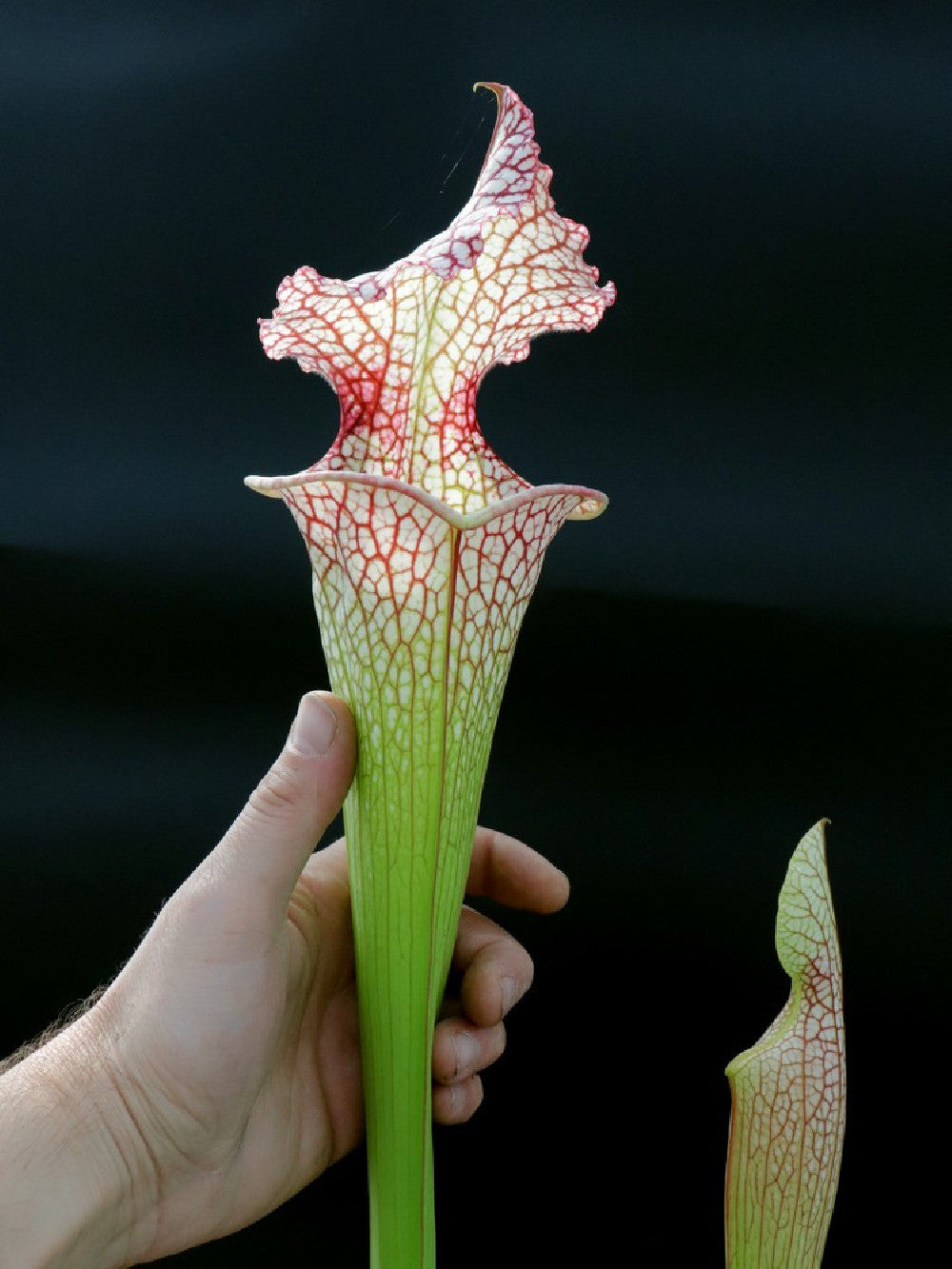 S.x "Goldrake"  H88 GC   Small-Medium size