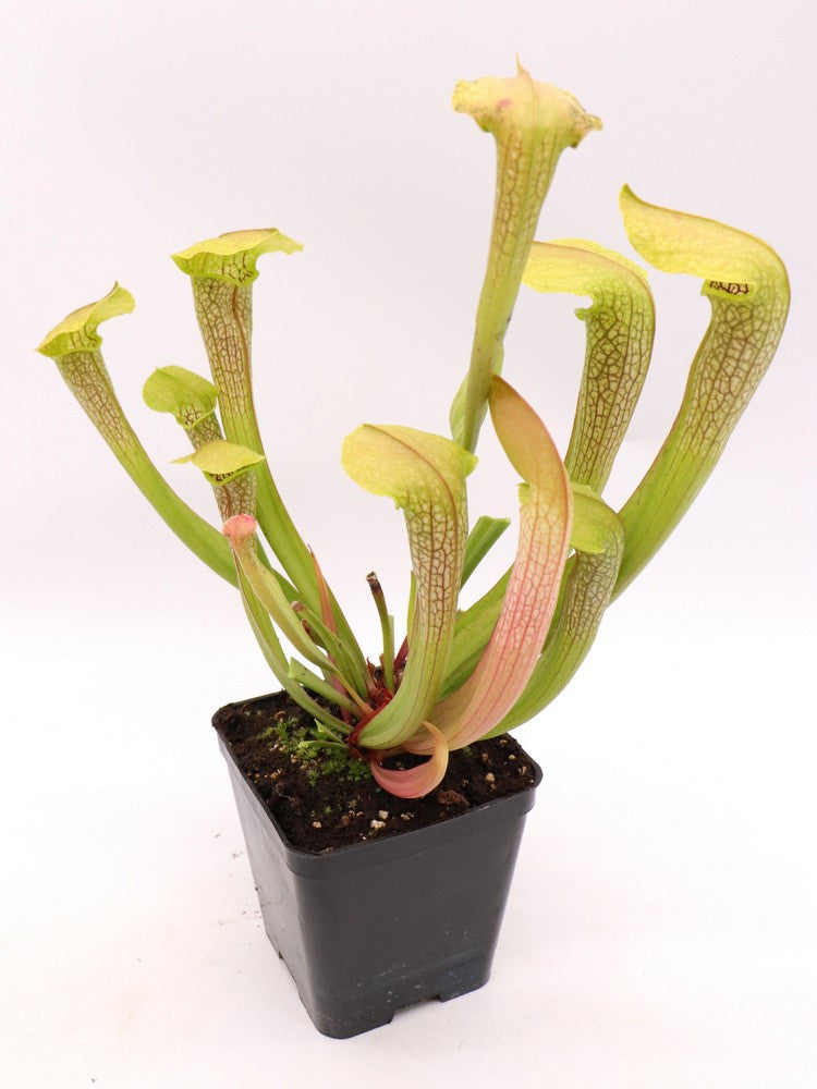 S.x "Hummer Hammerhead"  H101 MK