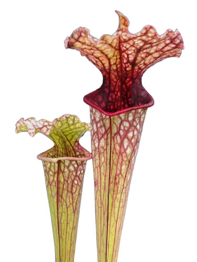 S.x Hybrid "SO04 AC x SL22 AC"