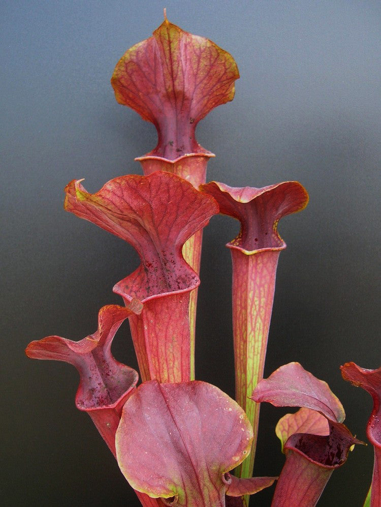 S.x Hybrid Flava x alata , orange pitchers HF03 Altair